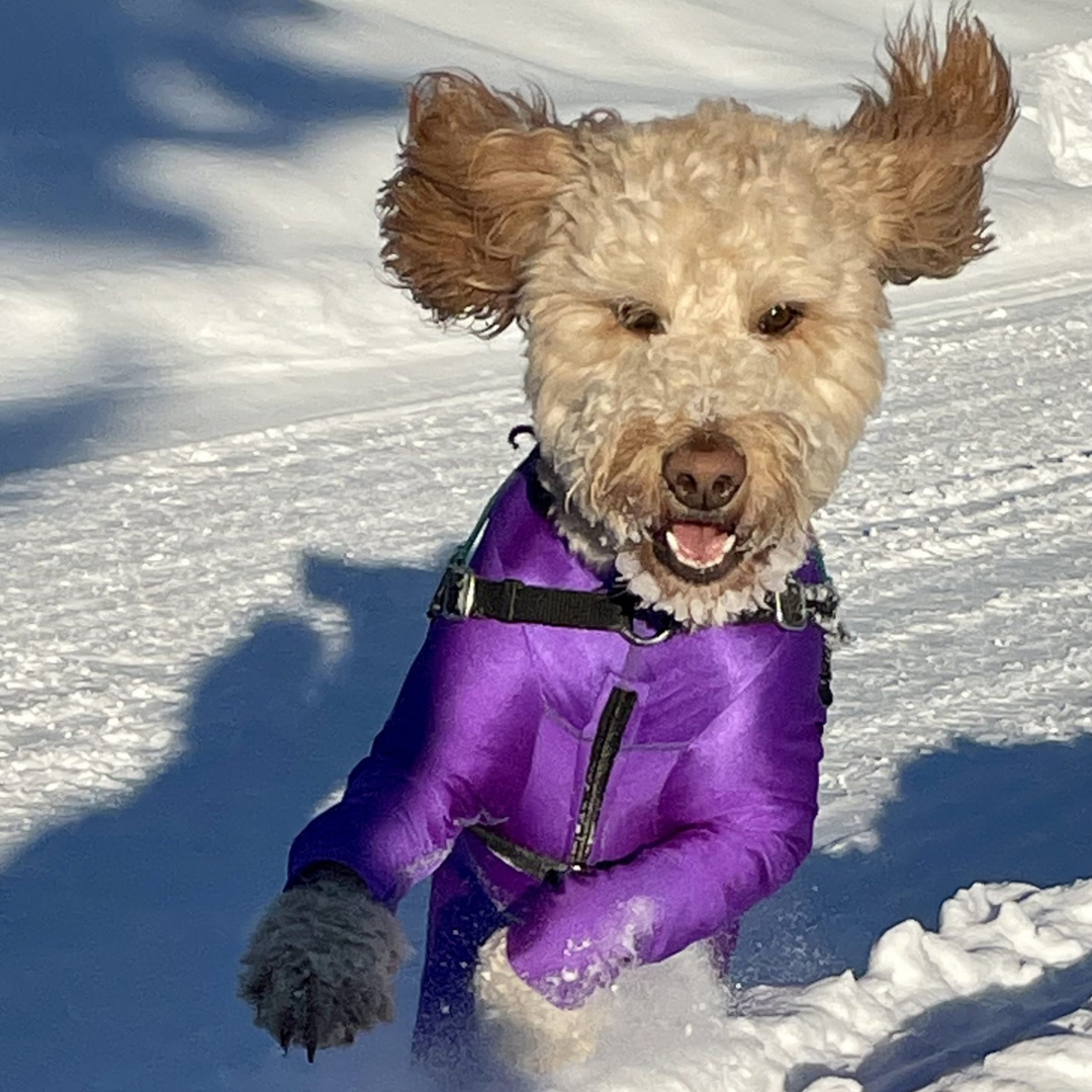 Goldendoodle Running Through Snow in Bodysuit