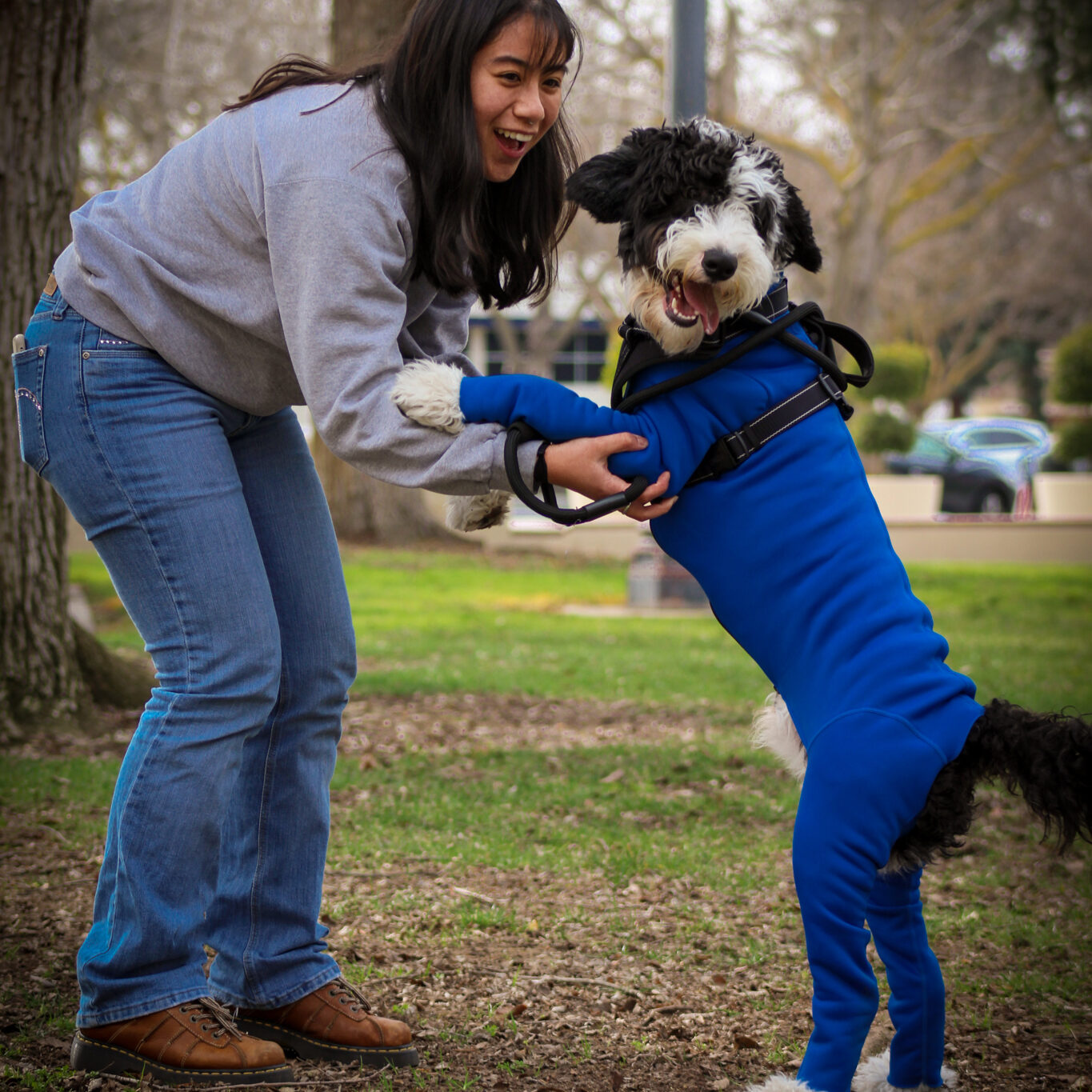 Bernedoodle Playing with Owner in Dog Bodysuit