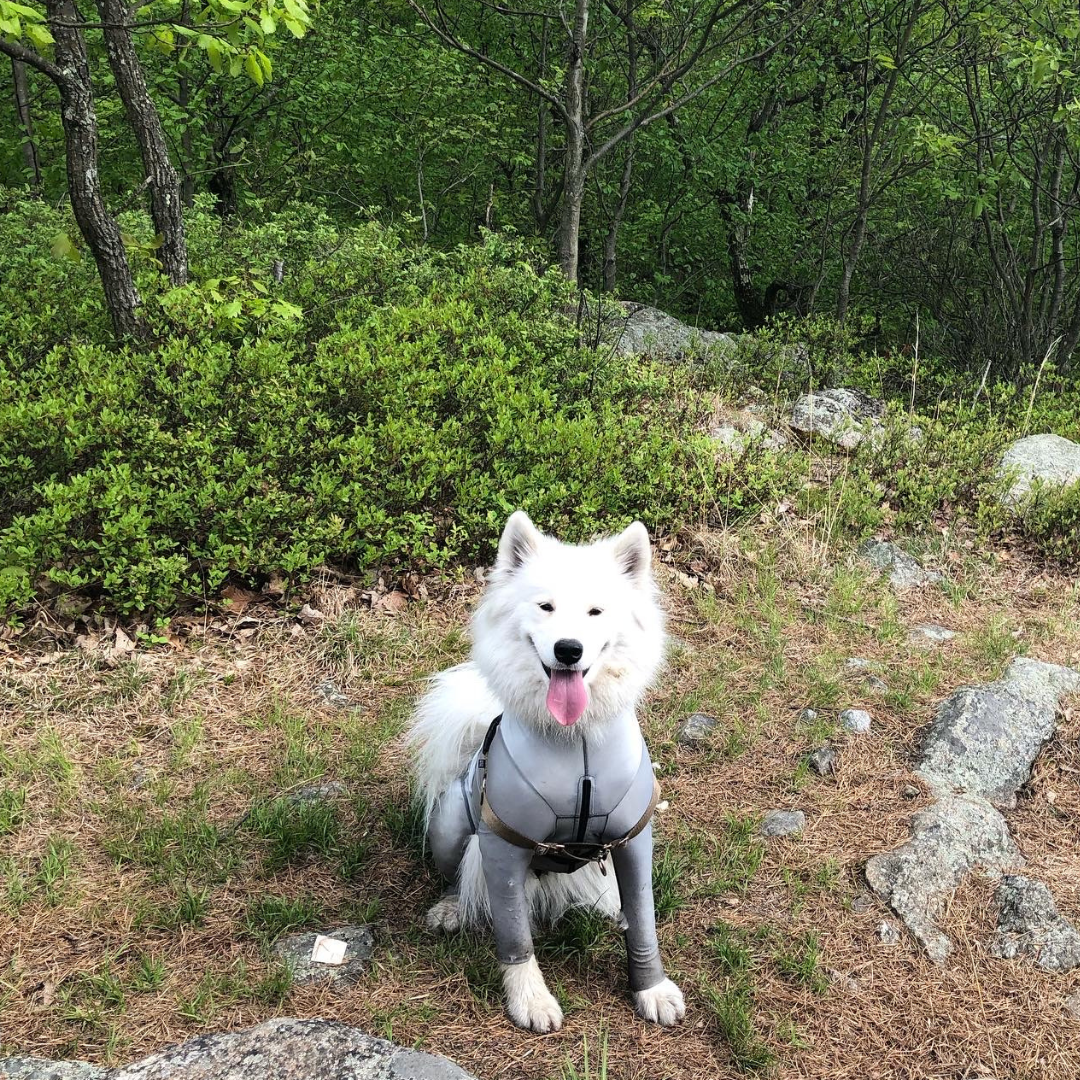 Samoyed in Dog Bodysuit for Tick and Burr Prevention